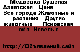 Медведка Сушеная Азиатская › Цена ­ 1 400 - Все города Животные и растения » Другие животные   . Псковская обл.,Невель г.